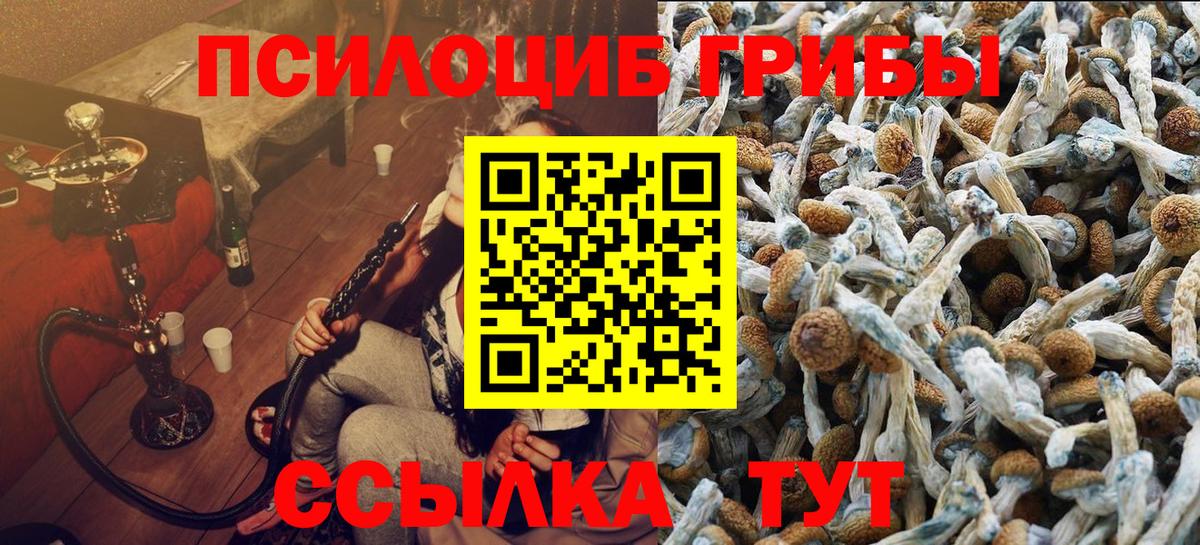 Галлюциногенные грибы Psilocybine cubensis Сыктывкар